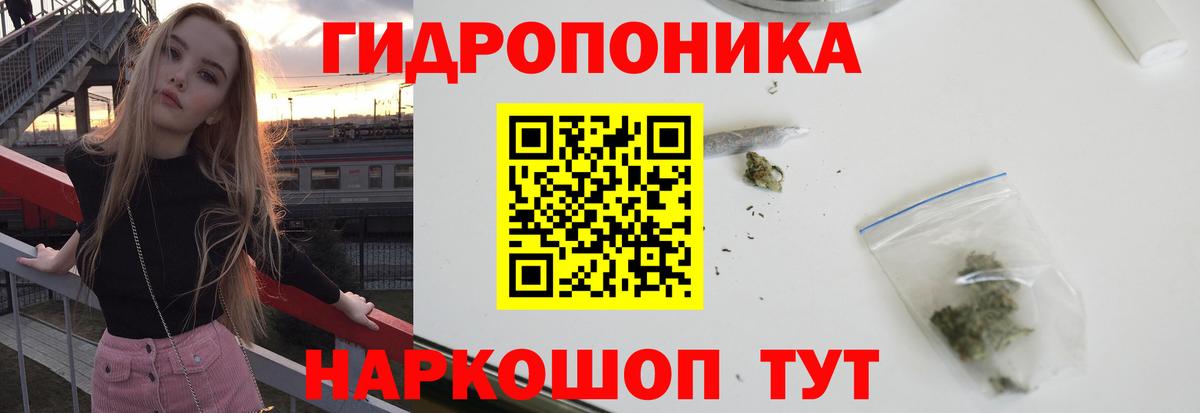 Канабис планчик Зима
